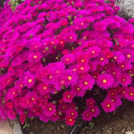 La Terrazza Sull'alba
